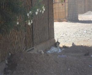 ouididia-ennasr-zagora-2