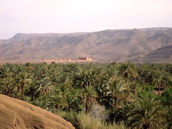 واحات نخيل زاكورة