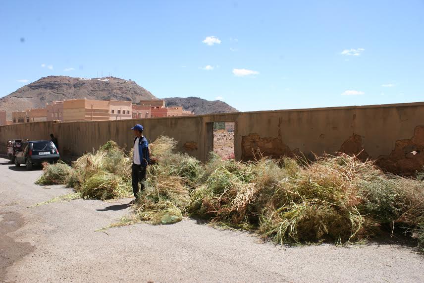 123متطوع يشاركون في تنظيف مقابر زاوية البركة-4