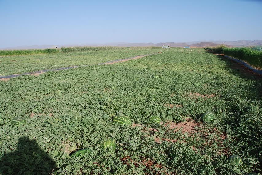 النصب والاحتيال ومحاولة القتل بجماعة تزارين-3