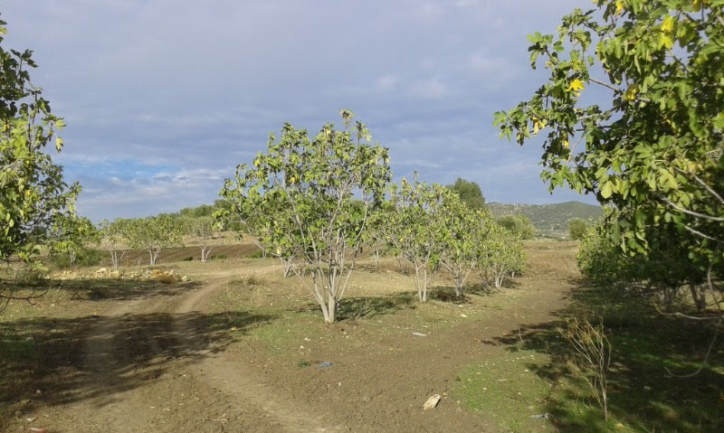 فلاحة أشجار التين المغربيّة المهددة بالخطر قد توفّر  الأمن الغذائي  للمغاربة الريفيين-1