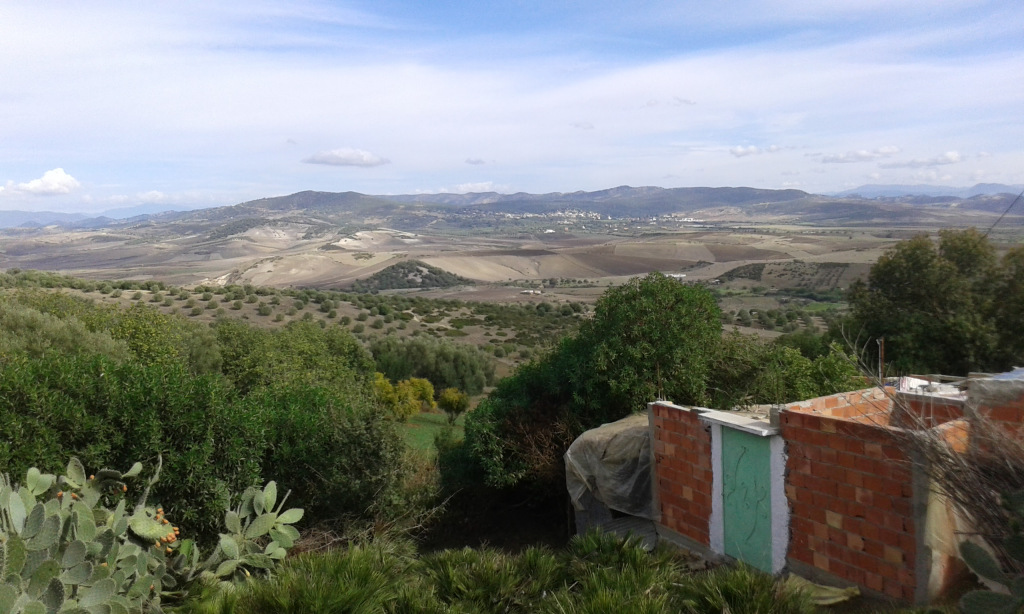 فلاحة أشجار التين المغربيّة المهددة بالخطر قد توفّر  الأمن الغذائي  للمغاربة الريفيين-3