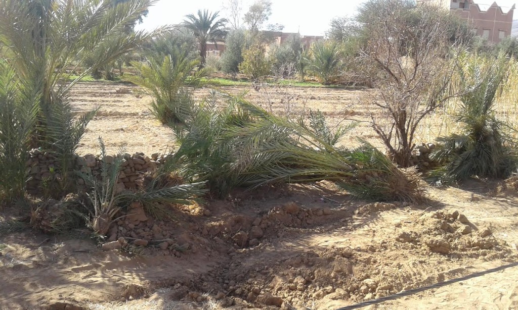 توسيع الطريق الوطنية رقم9 و اجتثاث أشجار النخيل و صمت جمعيات حماية البيئة-0e