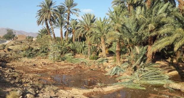 توسيع الطريق الوطنية رقم9 و اجتثاث أشجار النخيل و صمت جمعيات حماية البيئة