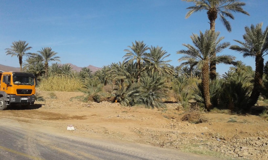 توسيع الطريق الوطنية رقم9 و اجتثاث أشجار النخيل و صمت جمعيات حماية البيئةe