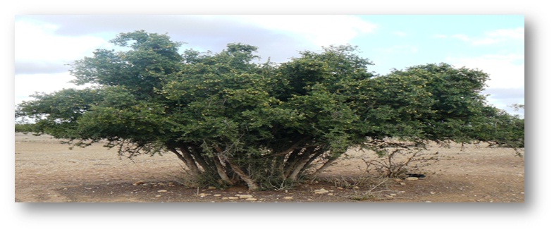 شجرة الاركان