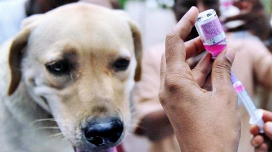 وزارة الصحة و الحماية الاجتماعية تدعو المواطنات و المواطنين إلى الإقبال على تلقيح الحيوانات المملوكة (الكلاب و القطط) ضد داء السعار
